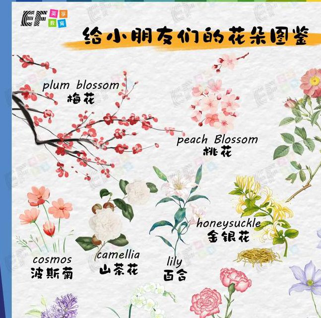 花季v3.183解锁版