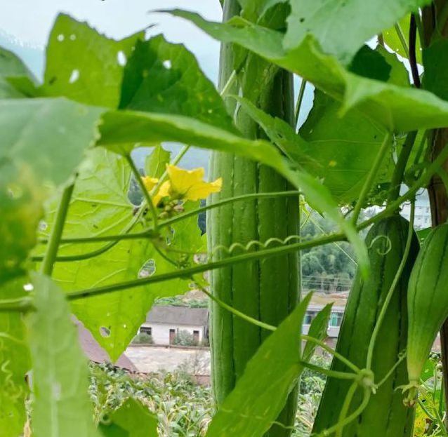 向日葵黄瓜丝瓜秋葵视频下载