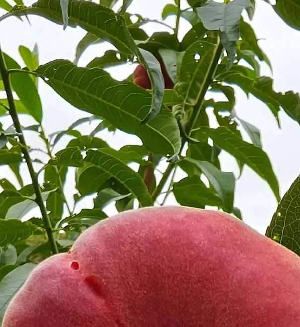 蟠桃一个人看的视频观看