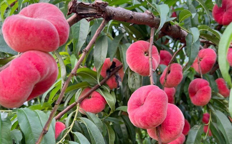 蟠桃一个人看的视频观看