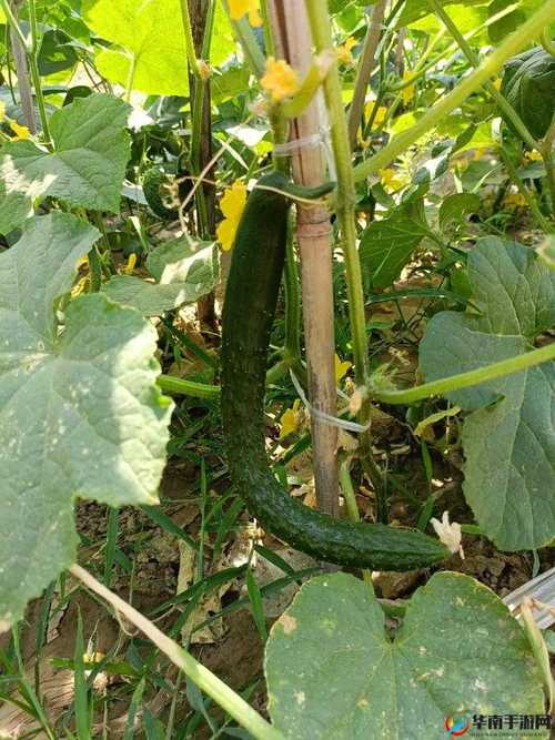 芒果草莓茄子丝瓜黄瓜