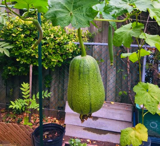 芒果草莓茄子丝瓜黄瓜