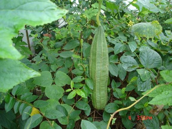 精品丝瓜视频ios