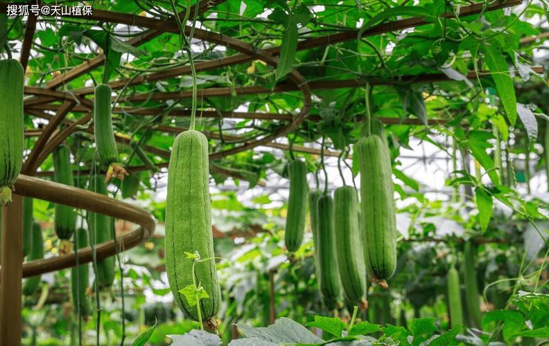 精品丝瓜视频ios