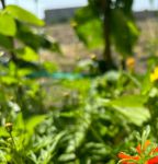 草莓榴莲向日葵18岁正版  