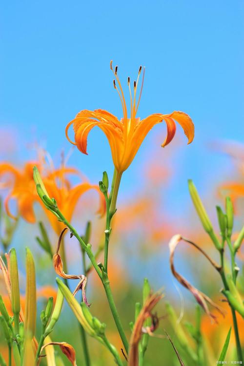 蜜芽忘忧草768MON二区忘忧草