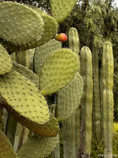 仙人掌男女污污版