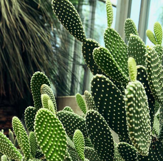 仙人掌男女污污版