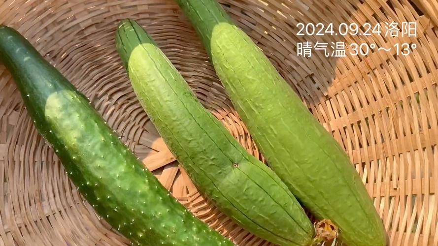 秋葵草莓丝瓜黄瓜绿巨人