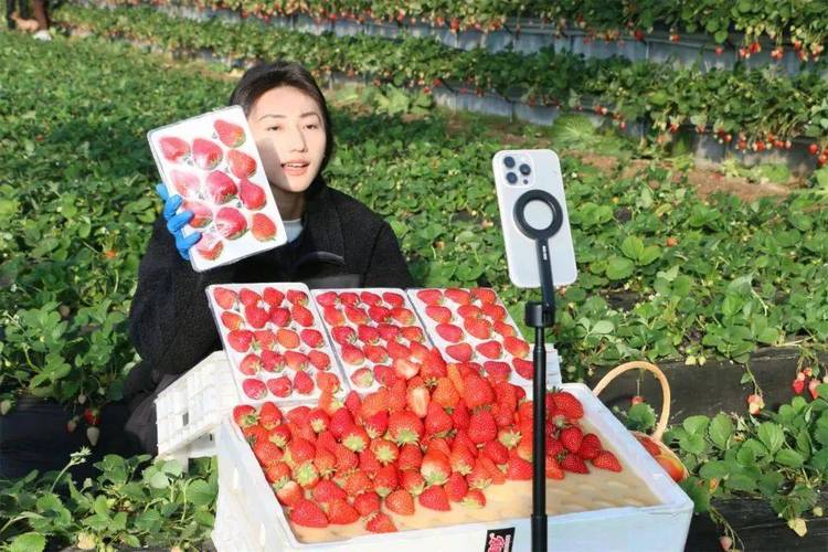 草莓直播app可约可空降