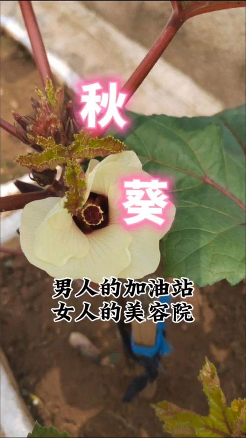 秋葵男的加油站女人的美容院黄