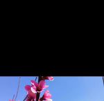 桃花视频1.3.4完整版