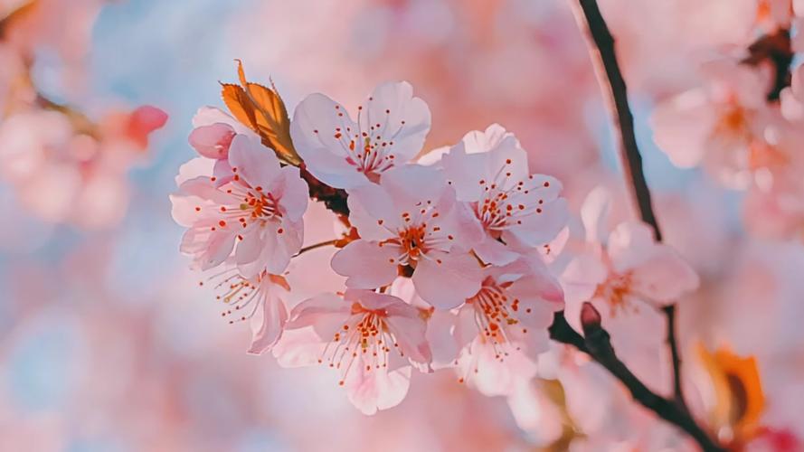 桃花视频1.3.4完整版