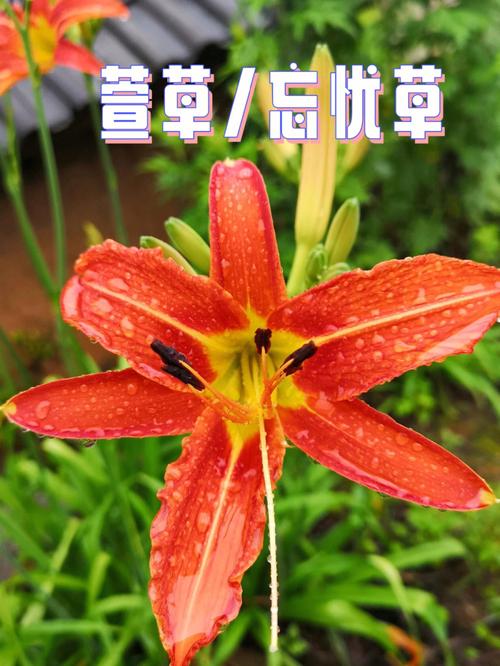 wyc.Ia忘忧草正式版