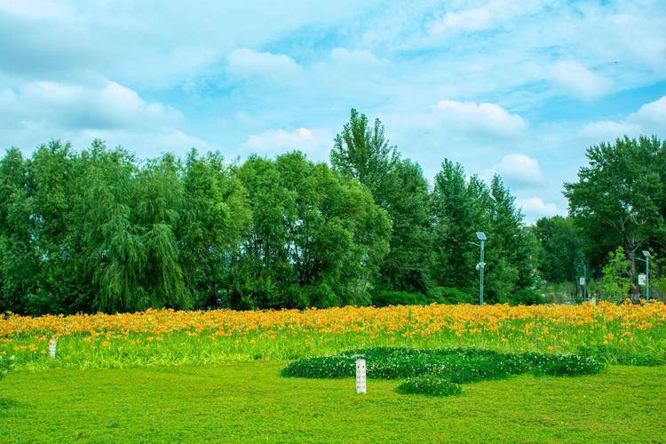 wyc.Ia忘忧草正式版