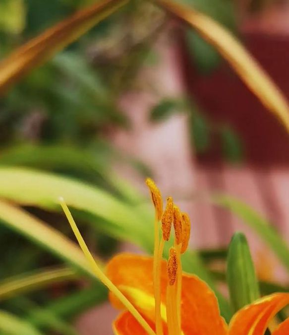 忘忧草研究所直接进入