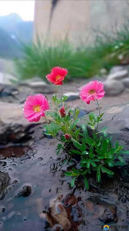 野花社区高清在线观看免费