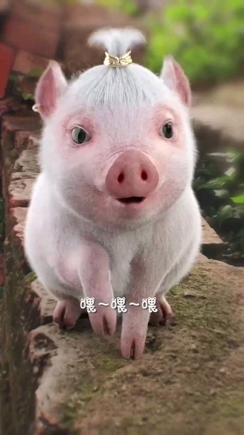 official.apk小猪视频