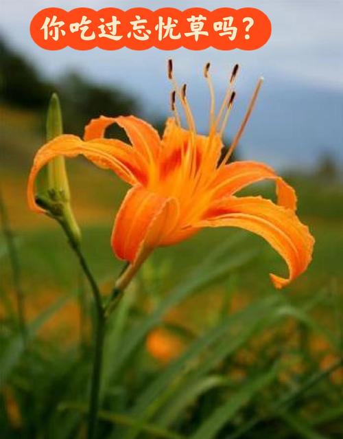 忘忧草高清完整版免费