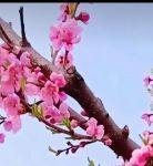 桃花社区视频在线播放