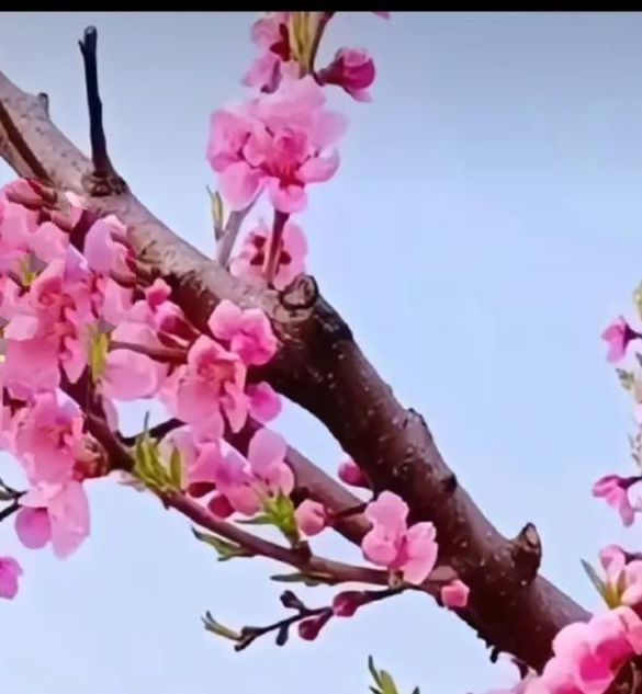 桃花社区视频在线播放