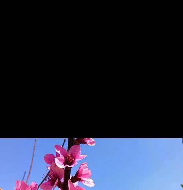 桃花社区视频在线播放