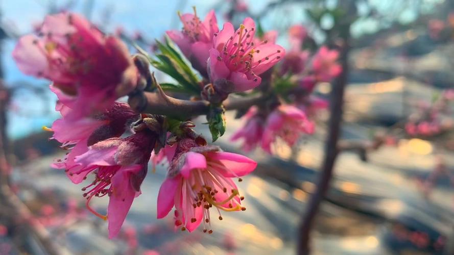 桃花社区视频在线播放