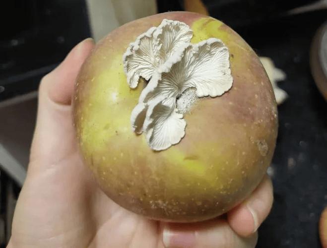 一天可以看25次的蘑菇视频苹果