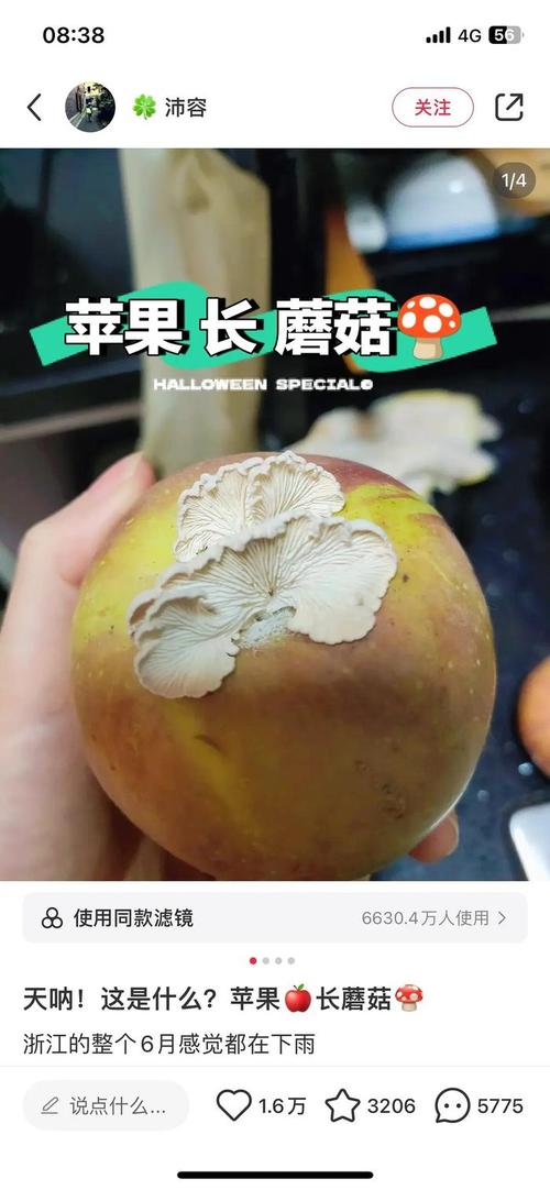 一天可以看25次的蘑菇视频苹果