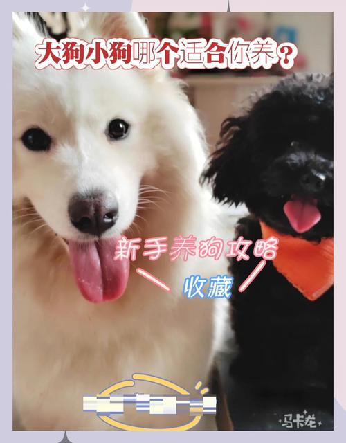 大狗vslilray在线