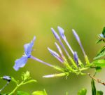 野花视频免费在线