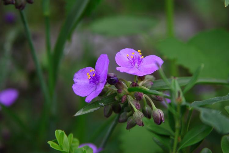 野花视频免费在线
