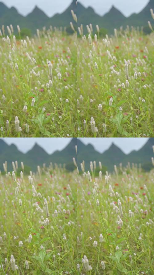 野花视频免费在线