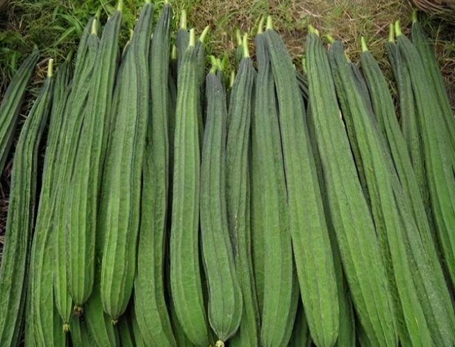 草莓视频无限看-丝瓜视频丝瓜视在线下载站长统计