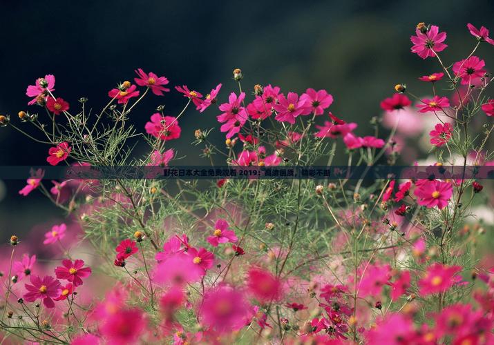 野花社区最新视频免费观看