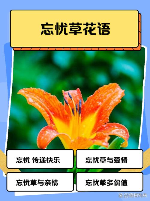 忘忧草梦幻版俏佳人