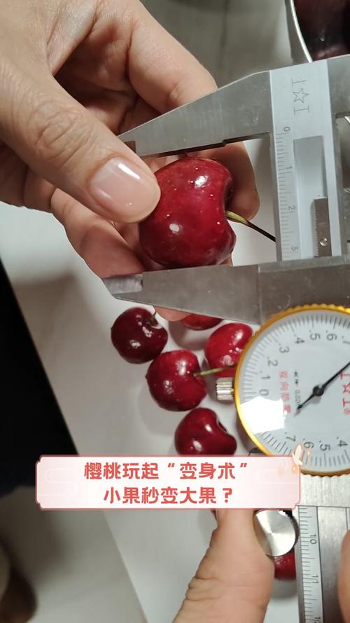 樱桃12改成什么了