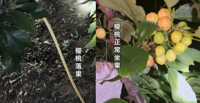 樱桃12改成什么了