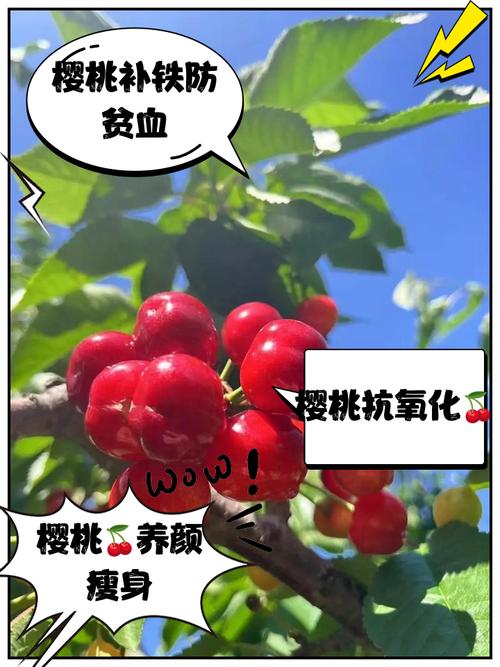 樱桃12改成什么了