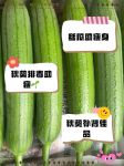 秋葵丝瓜绿巨人番茄黄