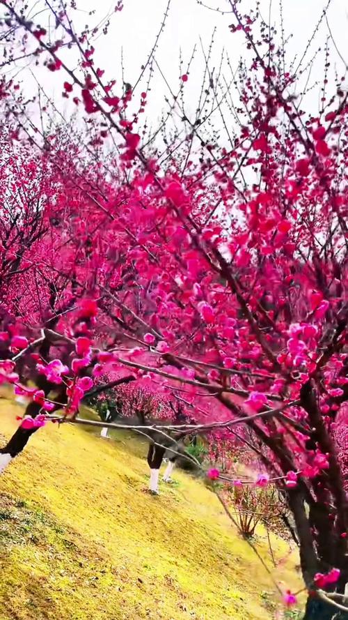 梅花视频无限看