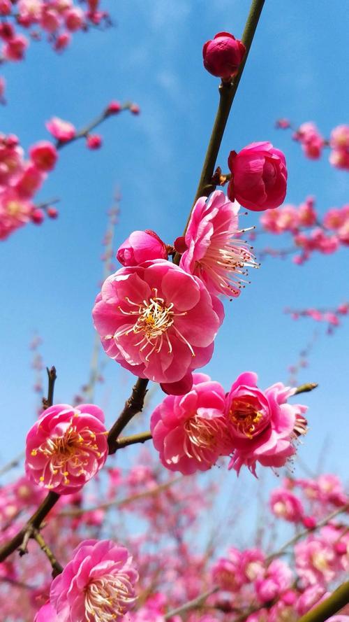 梅花视频无限看