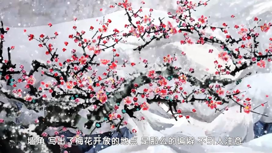梅花视频无限看
