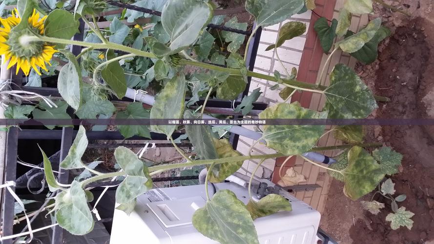 秋葵茄子丝瓜草莓榴莲大全