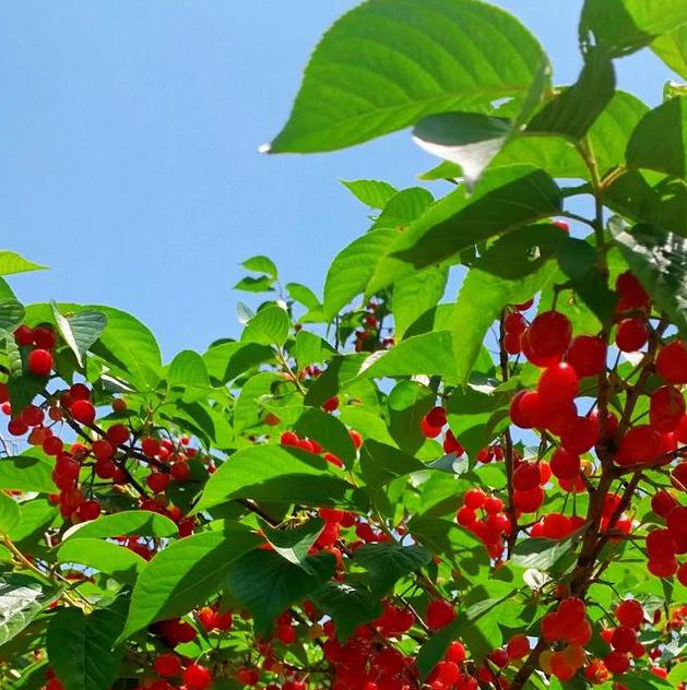 樱桃入口在线观看