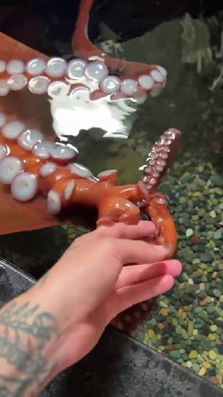 章鱼视频免费观看