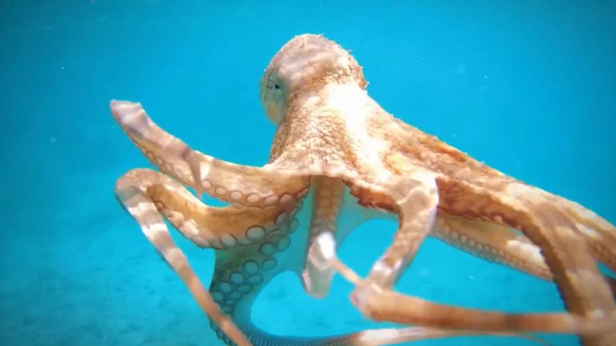 章鱼视频免费观看