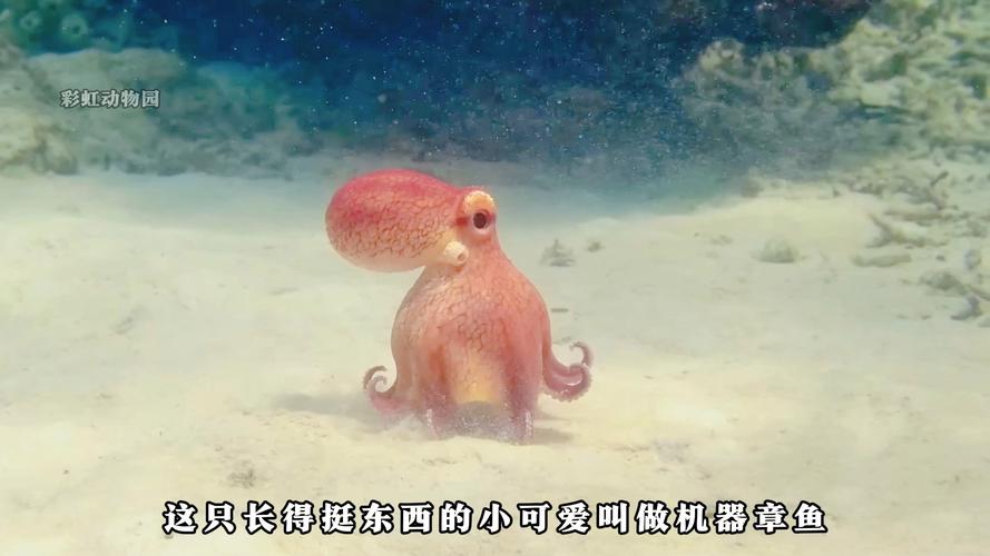 章鱼视频免费观看