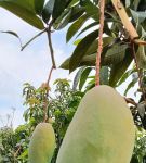 一天可以看25次的芒果视频