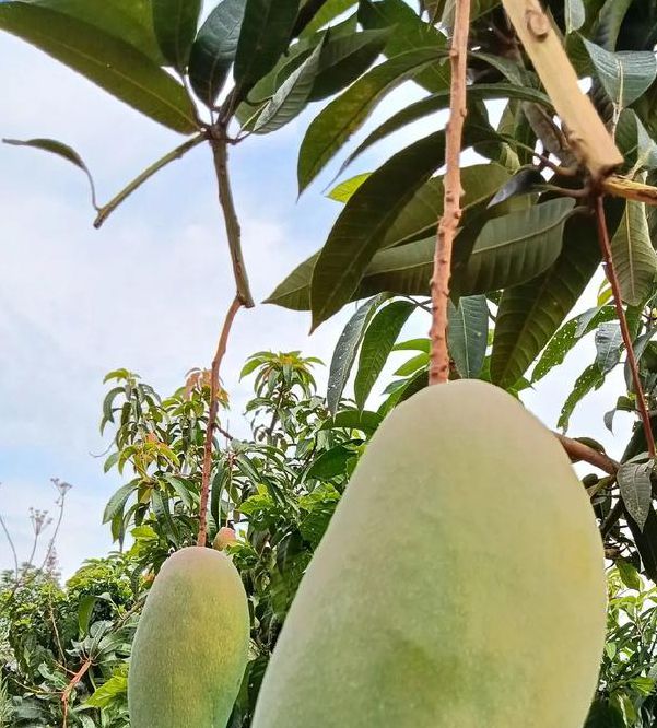 一天可以看25次的芒果视频